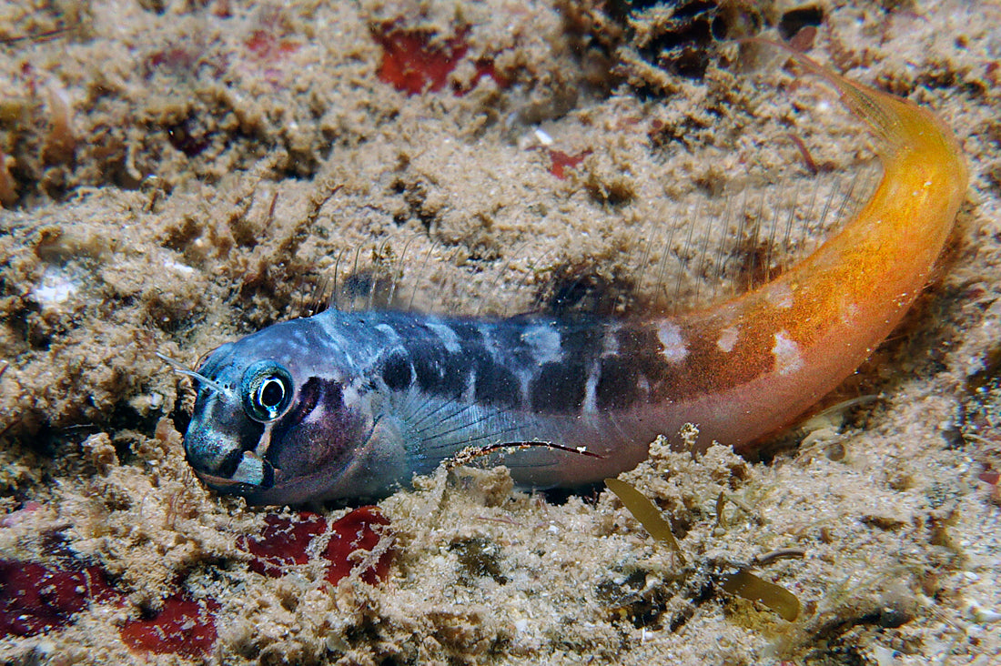 Blenny - Bicolour (Ecsenius bicolor)