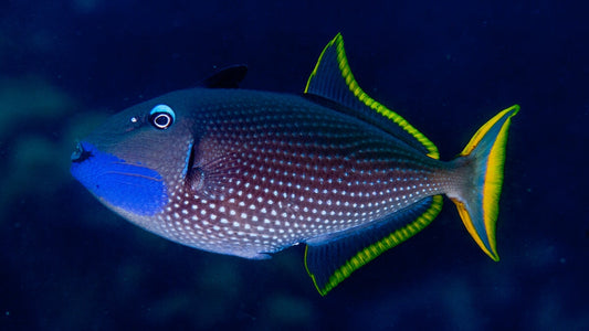 Trigger fish - Blue Throat *Reef Safe*