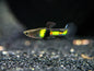 Endler El Tigre Male