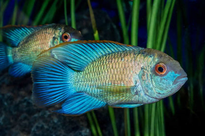 Cichlid - Neon Blue Acara (Andinoacara pulcher)