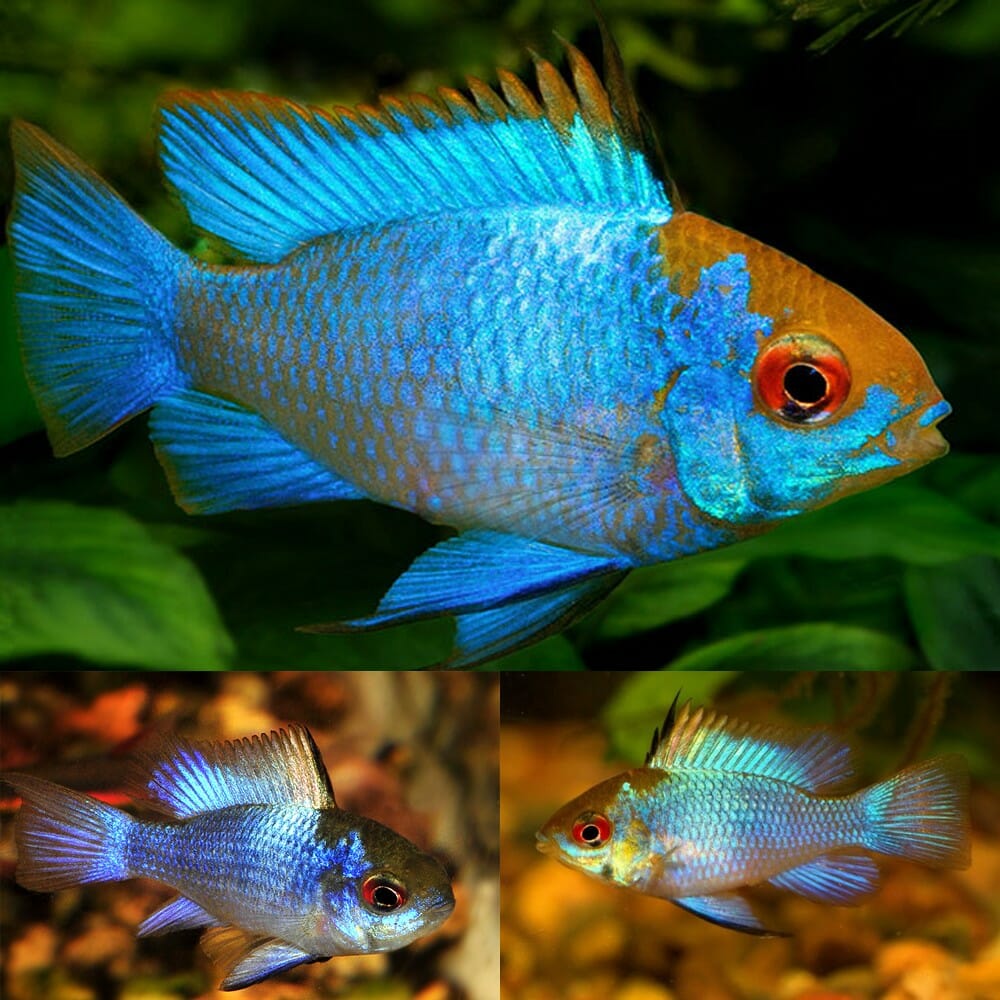 Ram - Neon/Electric Blue - Various (Mikrogeophagus ramirezi)