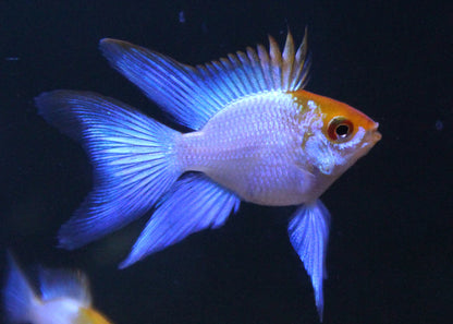 Ram - Gold Head Neon Blue - Various (Mikrogeophagus ramirezi)