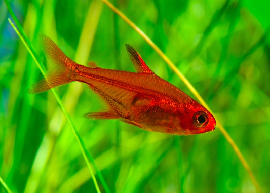Tetera Evenflo Freshwater Tetra – Aquarium Gallery