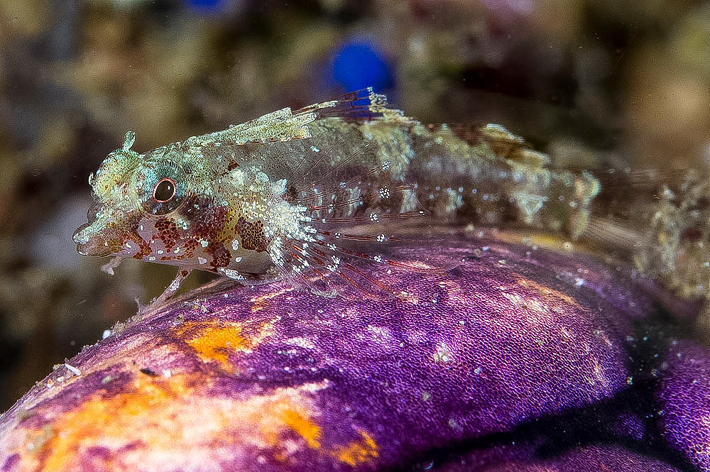 Blenny - Highhat Triplefin (Enneapterygius tutuilae)