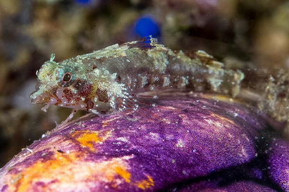 Blenny - Highhat Triplefin (Enneapterygius tutuilae)