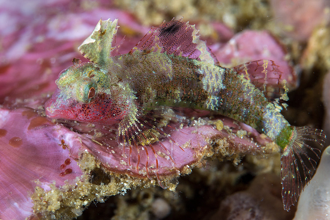 Blenny - Highhat Triplefin (Enneapterygius tutuilae)