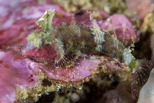 Blenny - Highhat Triplefin (Enneapterygius tutuilae)