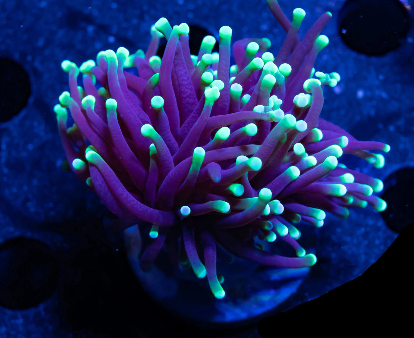 Torch Corals (Euphyllia glabrescens.)