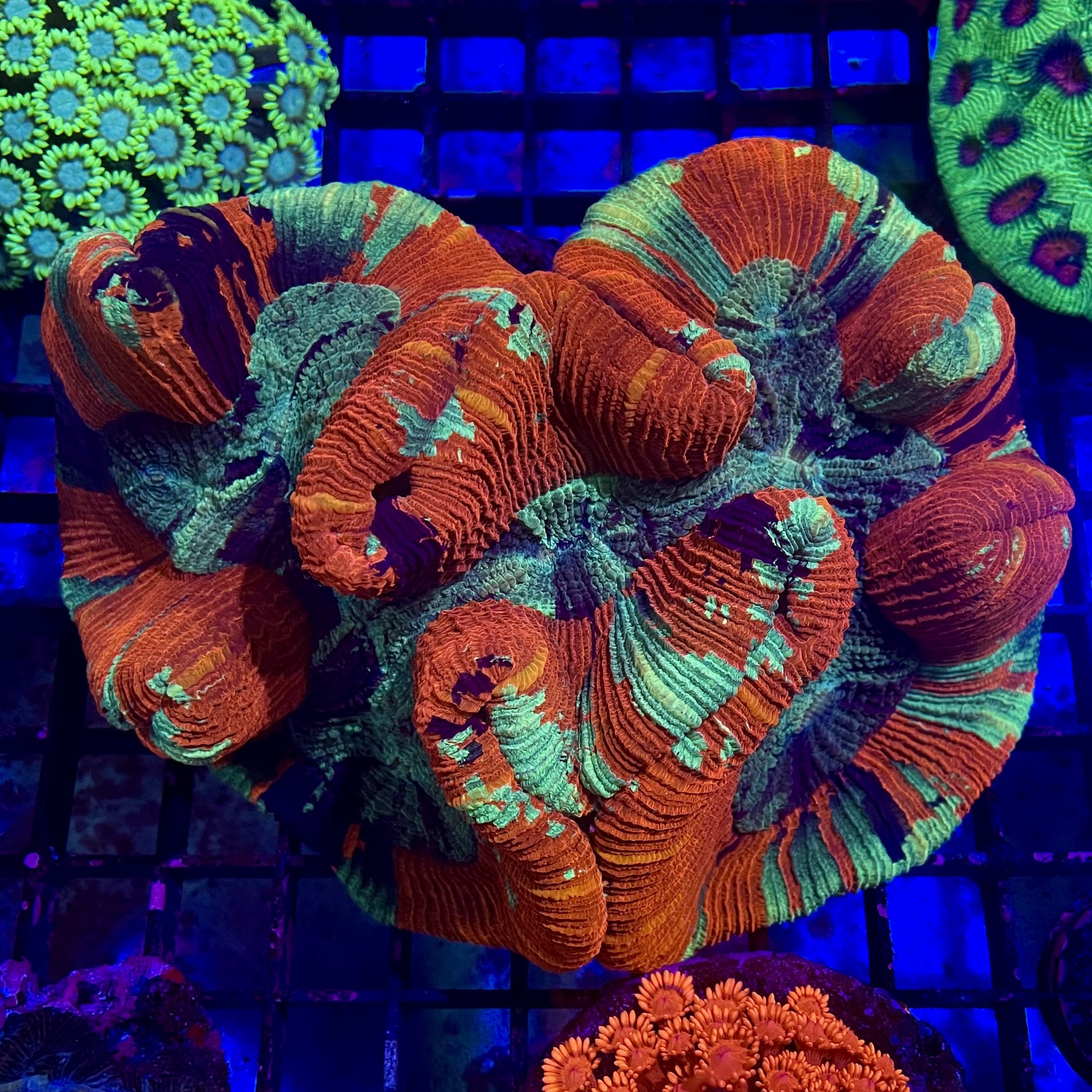 Open Brain Corals (Trachyphillia sp.) – Aquarium Gallery