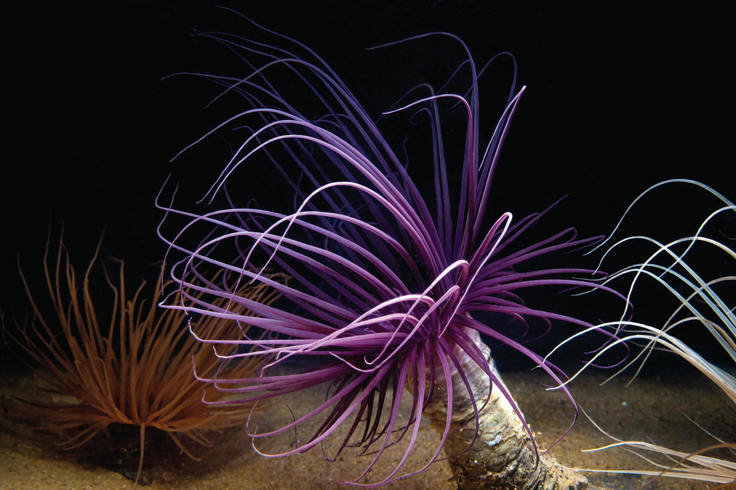 Anemone Tube