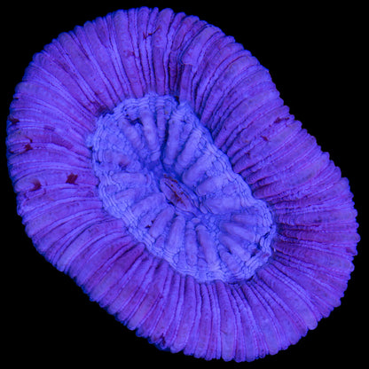 Open Brain Corals (Trachyphillia sp.)