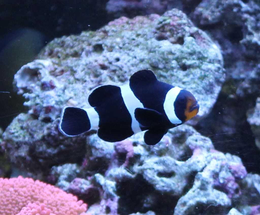 Clownfish - Ocellaris Black Full Band (Amphiprion ocellaris) *Captive Bred*