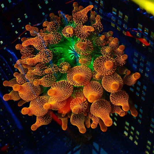 Anemone Bubble-Tip
