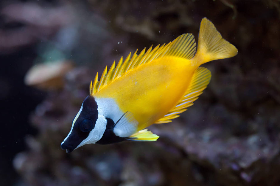 Marine Rabbitfish – Aquarium Gallery