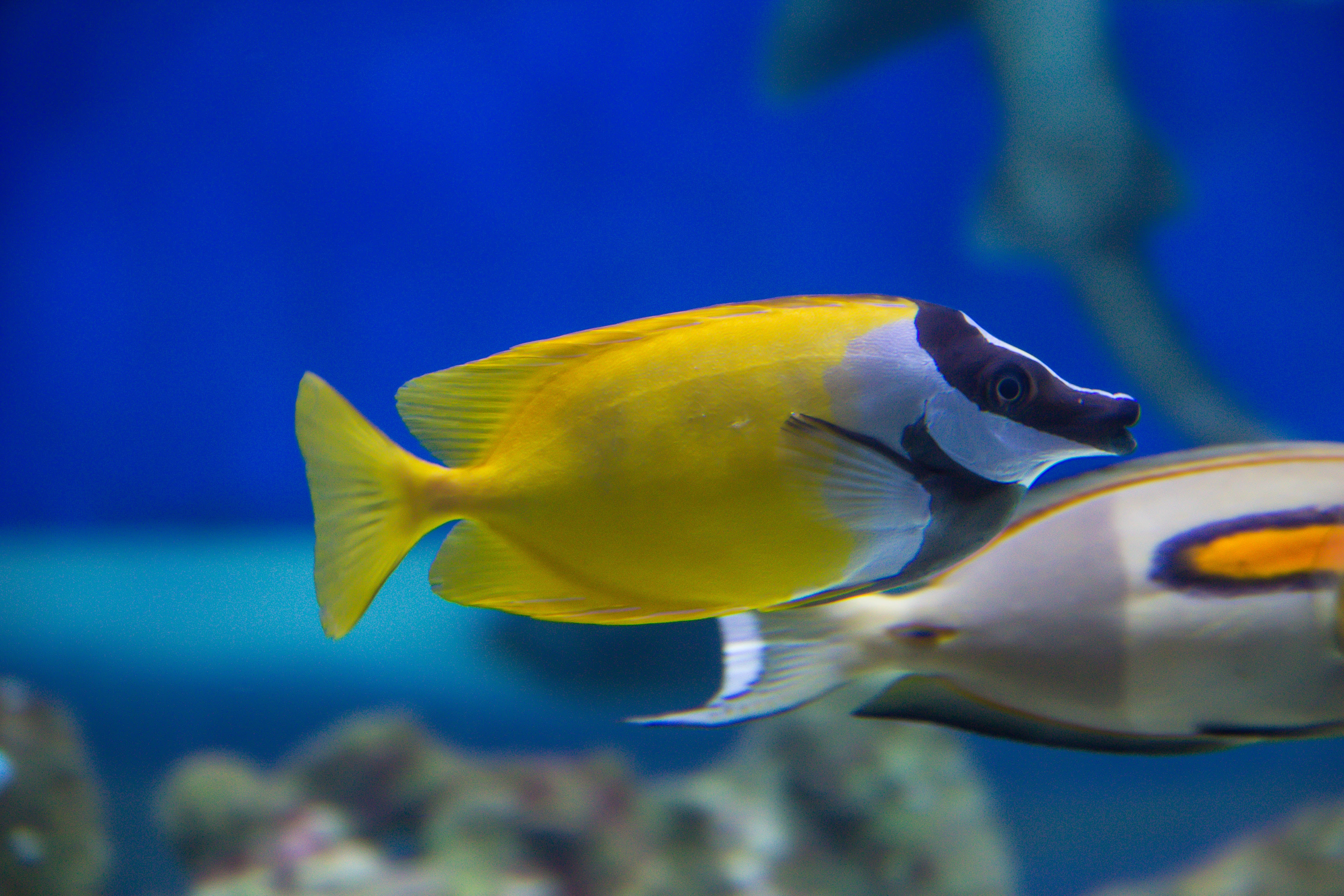 Marine Rabbitfish – Aquarium Gallery