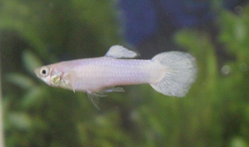 Guppy Platinum Male