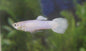 Guppy Platinum Male