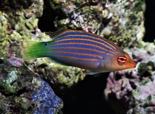 Wrasse - Six Line (Pseudocheilinus hexataenia)