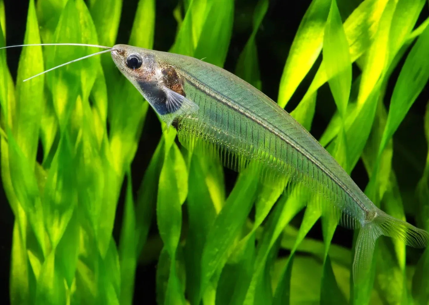 Catfish - Glass/Phantom (Kryptopterus vitreolus)