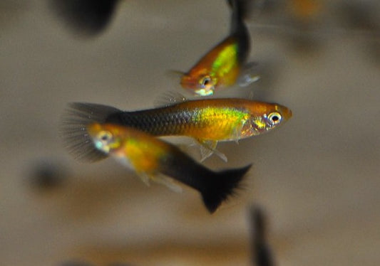 Guppy Gold Tuxedo Male