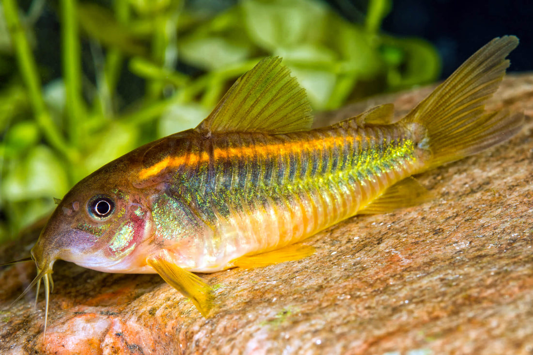 Bronze Corydoras (Corydoras Aeneus) Gold Stripe