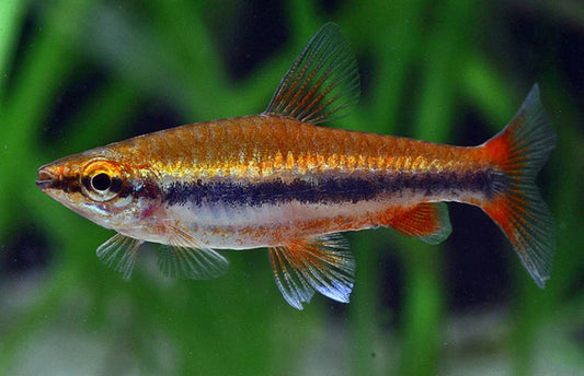 Pencilfish Golden
