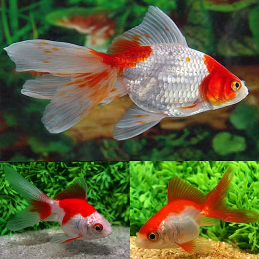 Goldfish - Oranda Thai Short Body