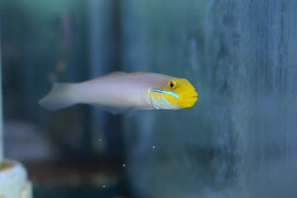 Goby Gold Head Sleeper