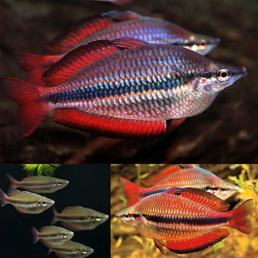 Rainbowfish - Goyder River Banded (Melanotaenia trifasciata﻿)