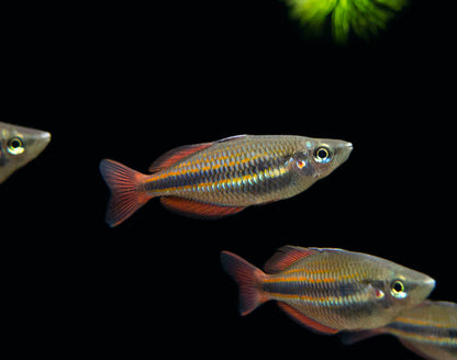 Rainbowfish - Goyder River Banded (Melanotaenia trifasciata﻿)