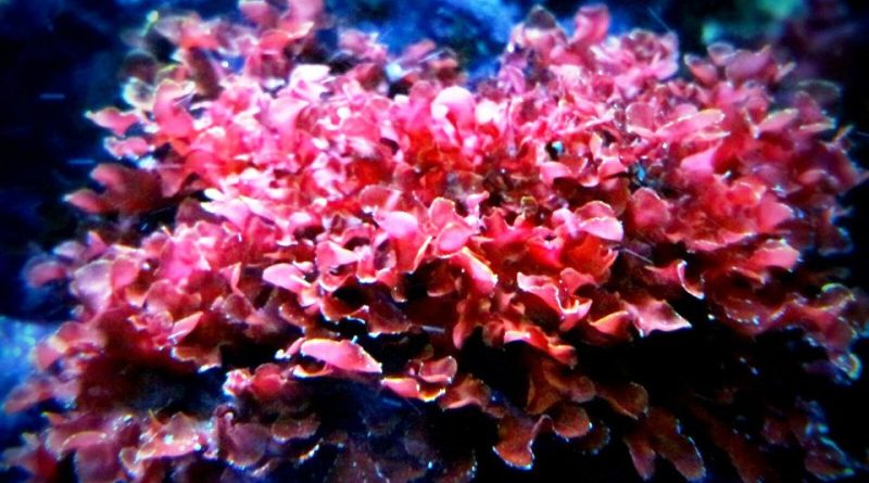 Macro Algae - Gracilaria sp. (Rare)