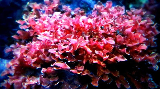 Macro Algae - Gracilaria sp. (Rare)