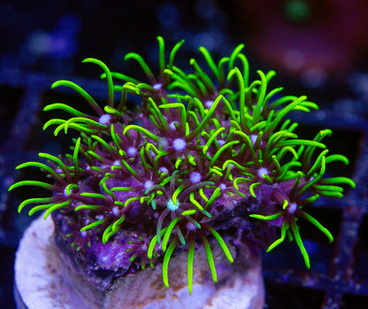 Star Polyps (Briarium/Pachyclavularia sp.)