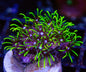 Star Polyps (Briarium/Pachyclavularia sp.)