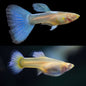 Guppy Albino Sky Blue PAIR