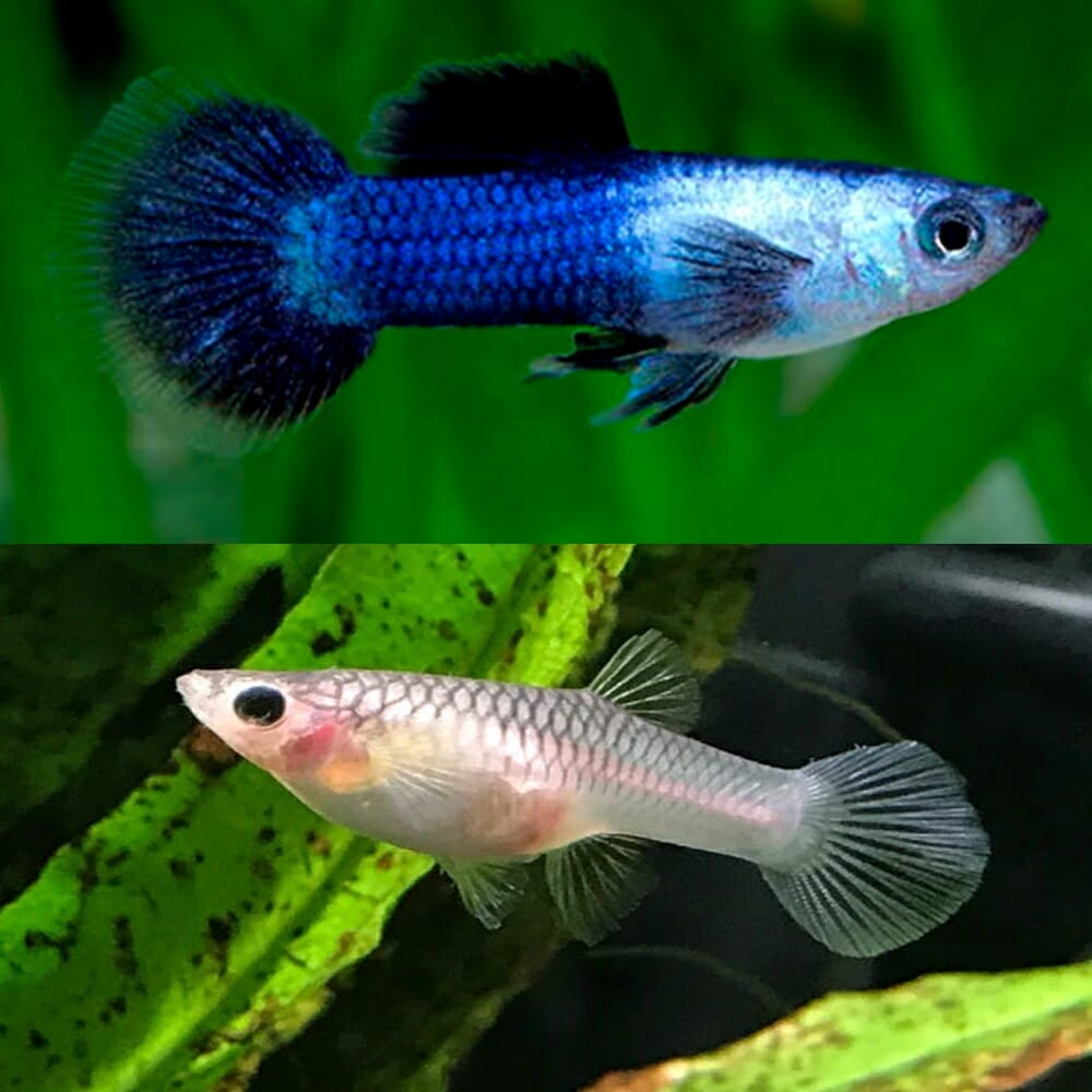 Guppy Dwarf Blue Panda - Assorted