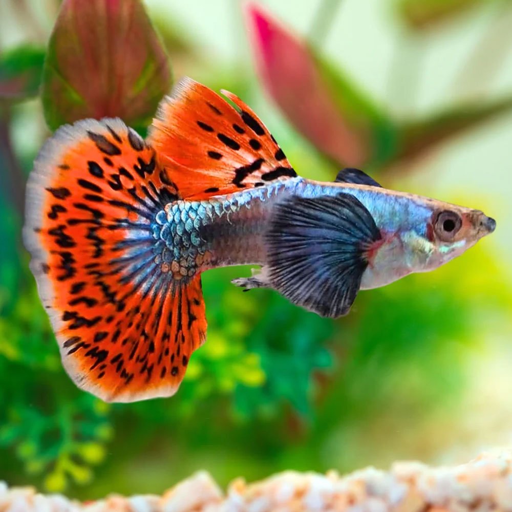 Guppy Dumbo Male - Various