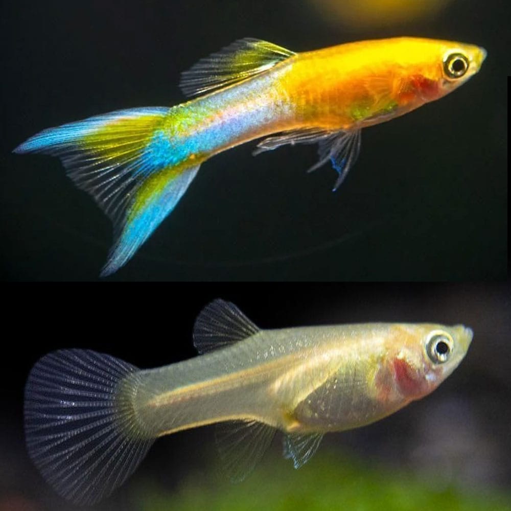 Guppy Golden Japanese Blue - various