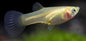 Guppy Japanese Blue - various