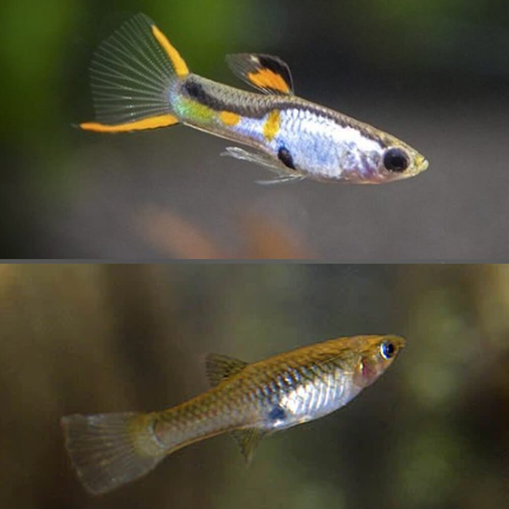 Endler Silverado PAIR