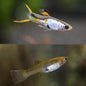 Endler Silverado PAIR