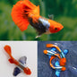 Red Tuxedo Koi Guppy -  PAIR