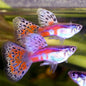 Guppy Grass Various