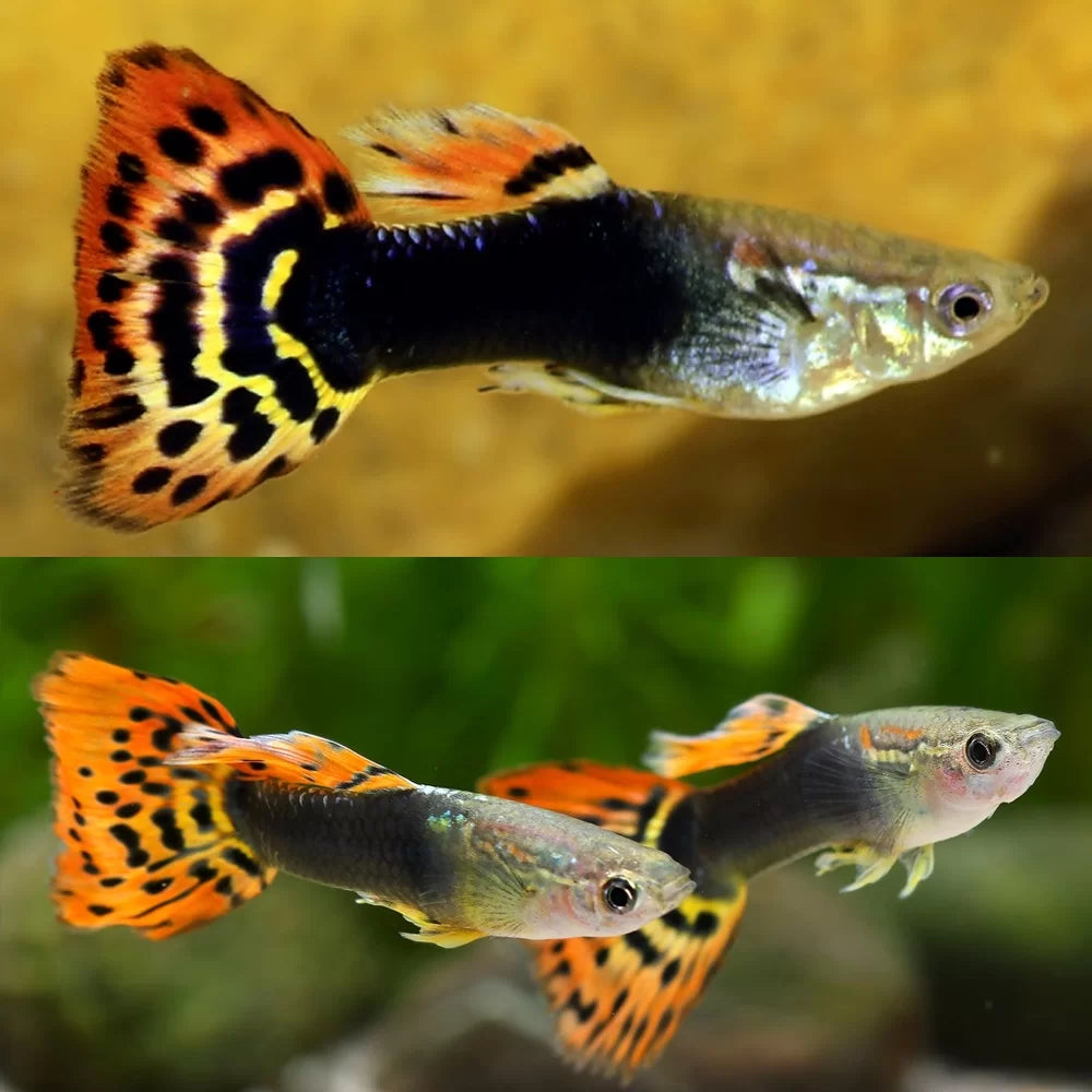 Dumbo Fin Guppy Dumbo Male - Various – Aquarium Gallery