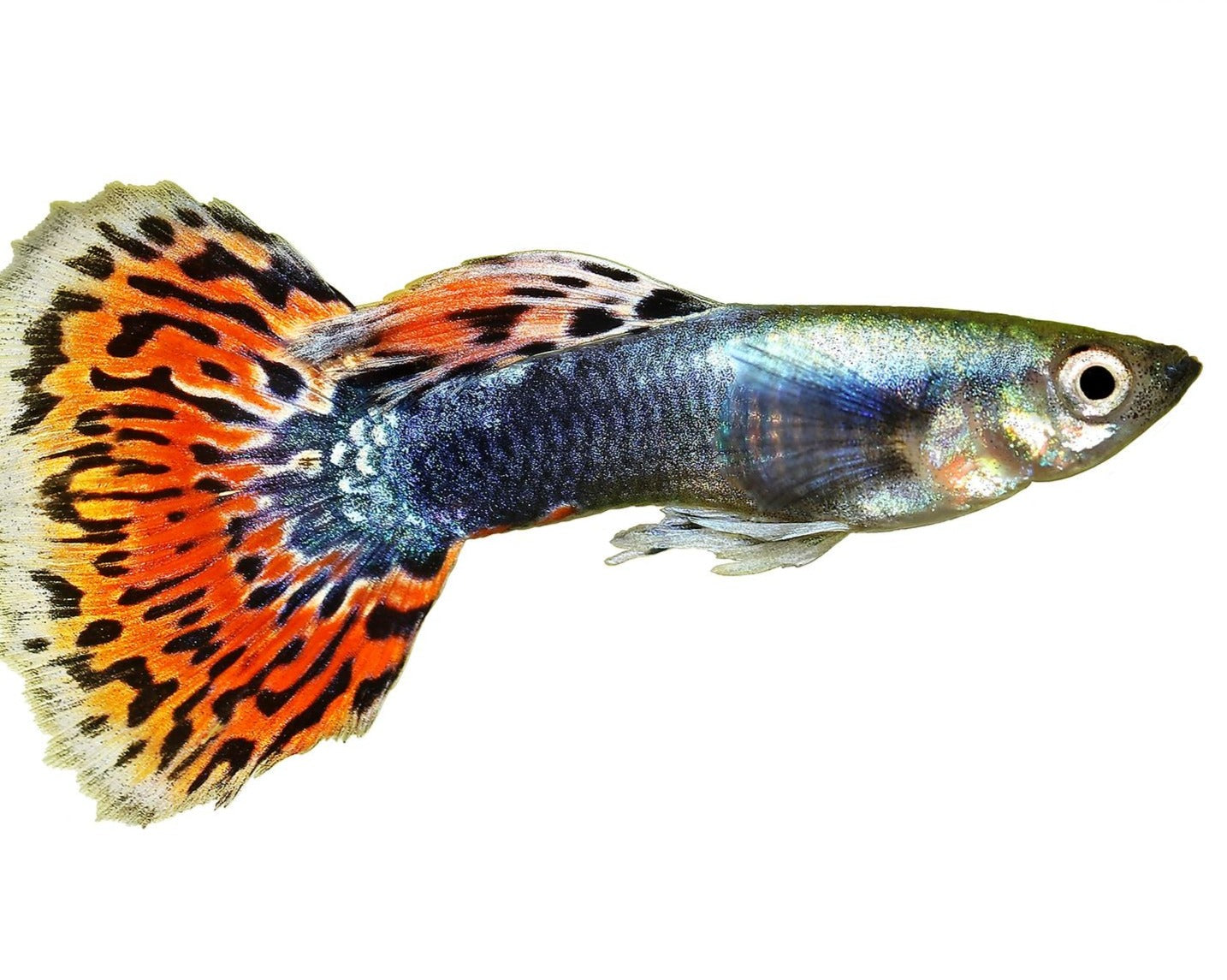 Guppy Variegated Red Male