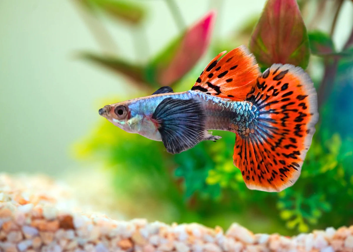Dumbo Fin Guppy Dumbo Male - Various – Aquarium Gallery