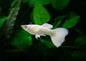 Guppy Dumbo Male - Various