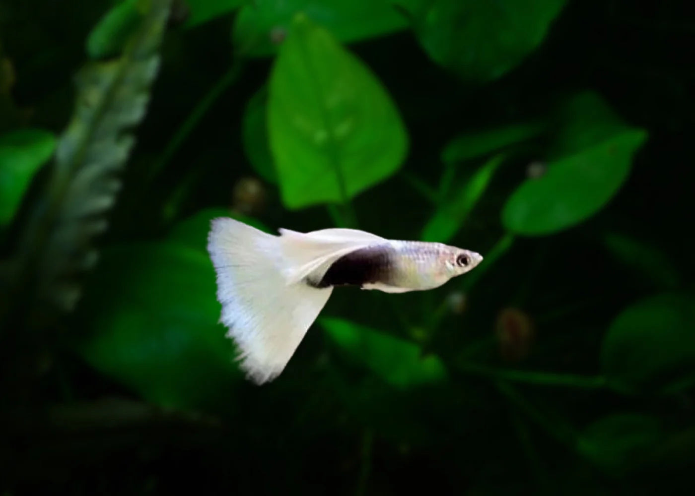 Guppy White Tuxedo Male