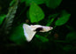 Guppy White Tuxedo Male