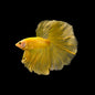 Betta Halfmoon Male - Assorted